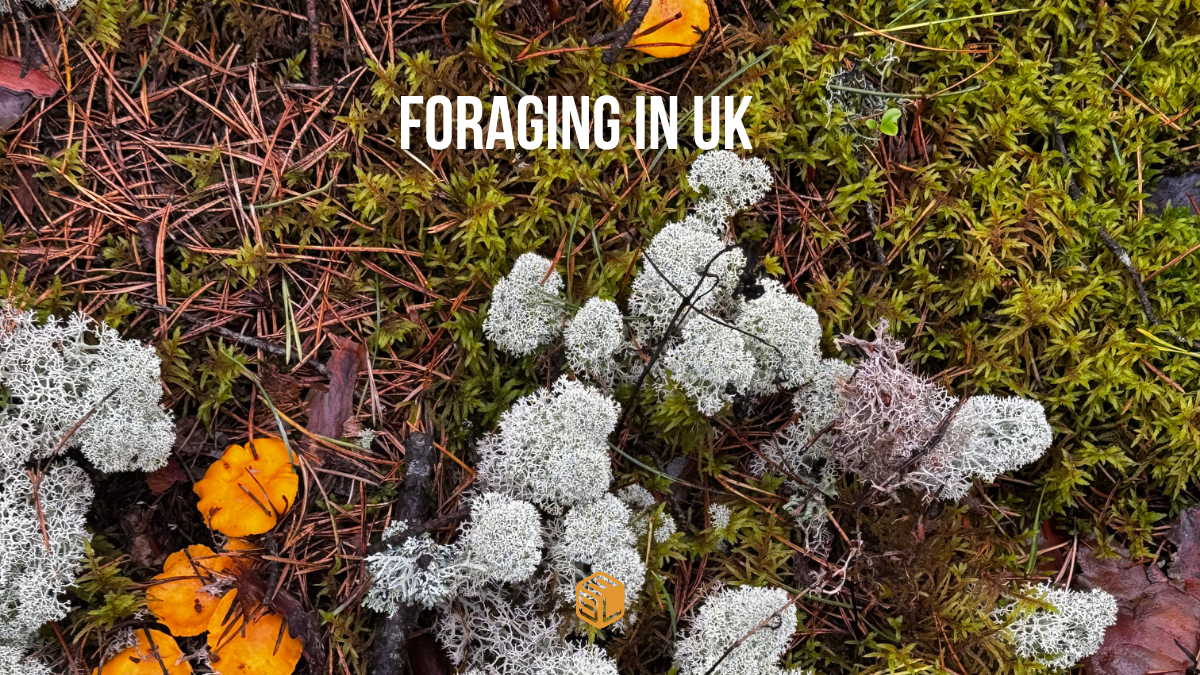 Can Chefs Legally Forage for Their Menu? The UK Law Explained